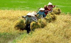Nông sản Việt Nam: Bớt dựa vào thị trường Trung Quốc