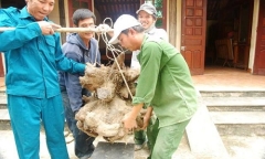 Đào được củ khoai vạc nặng 73kg, hình thù kỳ lạ tại Nghệ An