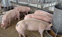 Giá lợn xuống thấp kỷ lục dù Tết cận kề