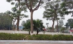 Điều chuyển công tác chủ tịch phường cho dân chặt cây xanh ở Hải Phòng
