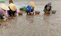Ngao chết hàng loạt ở Thanh Hóa: Phát hiện mẫu chất thải độc hại