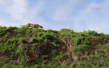 Video: Sư tử phi thân như chim, tóm gọn con mồi ngay giữa không trung