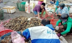 Nguyên nhân tôm hùm chết hàng loạt ở Phú Yên