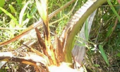 Phát hiện thi thể 2 bé gái ở Sóc Trăng
