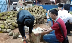 Tối nhúng sầu riêng vào phân bón lá, sáng mang đi bán