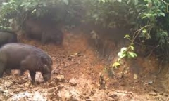 Video cực hiếm về loài lợn có trọng lượng lớn nhất thế giới