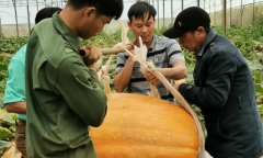 Chiêm ngưỡng quả bí ngô lớn nhất Việt Nam, dài 1,2m, nặng hơn 126 kg