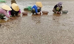 Ngao chết hàng loạt ở Thanh Hóa: Do thời tiết và mật độ nuôi không phù hợp?