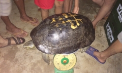 Đi thắp hương rằm tháng 7, bắt được rùa 