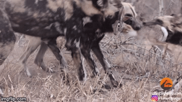 Video: Quá đói, bầy chó hoang điên cuồng cắn xé thỏ đồng làm đôi