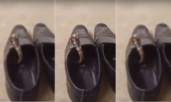 Video: Kinh hãi định xỏ chân vào giày thì phát hiện rắn hổ mang cực độc bên trong