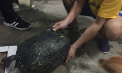 Rùa nặng 15kg bò vào nhà dân ở Hà Nội