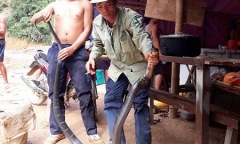 Bắt được rắn hổ mang chúa dài hơn 3m, nặng 6kg