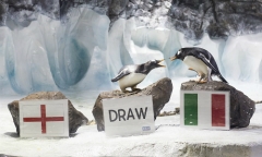 Những nhà tiên tri World Cup 2014 trong thế giới động vật