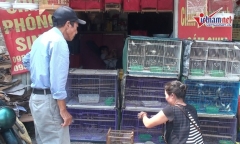Thị trường chim phóng sinh cúng rằm tháng 7: Giá cao gấp đôi mà không đủ bán