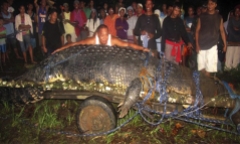 Video: Cận cảnh bắt con cá sấu lớn nhất thế giới ở Philippines nặng 1 tấn