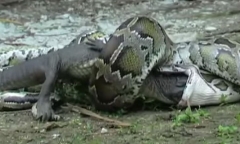 Video: Cá sấu xé toạc bụng trăn Miến Điện để trả thù