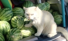 Mèo 