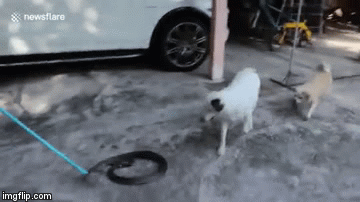 Video: Đôi chó cưng thi nhau cắn rắn hổ mang chúa cực độc