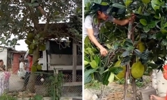 Những phong tục đẹp trong ngày Tết Đoan Ngọ 5/5 Âm lịch chớ bỏ lỡ