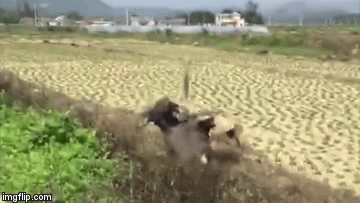 Video: Đà điểu cao hơn 2 mét đang chạy băng băng bỗng ngã cắm đầu xuống ruộng