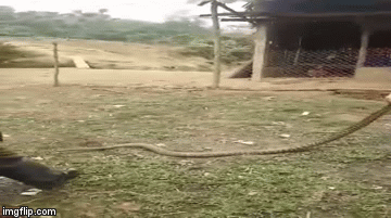 Video: Lạnh người xem chàng trai tay không kéo rắn hổ mang 