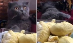 Video: Phản ứng bất ngờ của chú mèo khi ngửi mùi sầu riêng