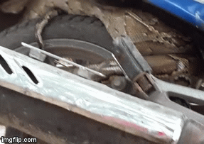 Video: Rùng mình cảnh trăn khổng lồ 