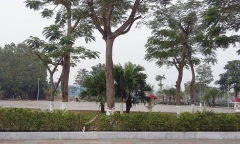 Cho dân chặt cây xanh, một chủ tịch phường ở Hải Phòng bị kỷ luật