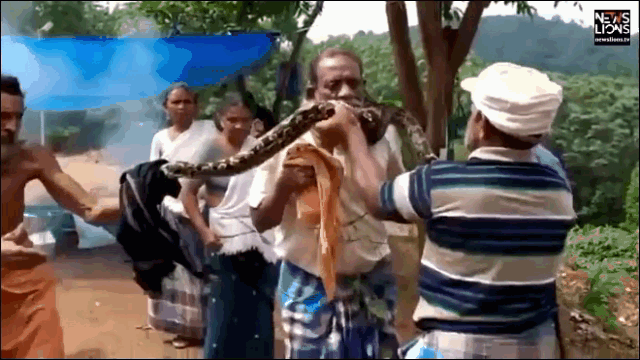 Video: Bị trăn 