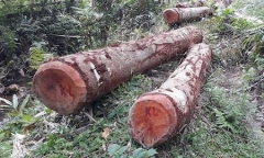 Trưởng ban Tuyên giáo huyện ủy cùng 9 cán bộ bị đề nghị cách chức