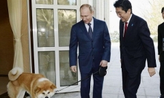 Nga từ chối nhận chú chó Akita Nhật Bản dự định tặng Tổng thống Putin