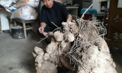 Củ khoai “khổng lồ” ở Nghệ An nặng 70 kg