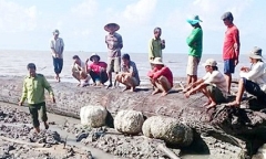 Cây dầu nghi 200 tuổi quý hiếm chôn ở cửa biển Cà Mau