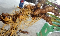 Đào được củ sâm Ngọc Linh quý hiếm ở Quảng Nam, trả 400 triệu chưa bán