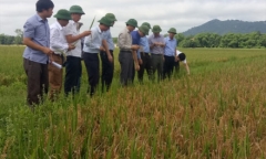 Lãnh đạo tỉnh Hà Tĩnh truy tìm nguyên nhân gây thiệt hại hơn 10.000ha lúa