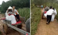 Video: Chú rể Nghệ An đón cô dâu về dinh bằng xe trâu