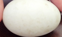 Kỷ luật trưởng phòng huyện 