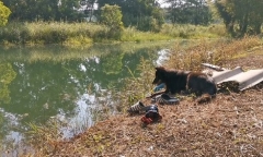 Tin tức đời sống mới nhất ngày 4/11/2019: Cảm động chú chó đợi mãi bên bờ ao khi chủ trượt chân chết đuối