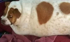 Cuộc giảm cân ngoạn mục của chú chó béo phì phải đi bằng xe đẩy