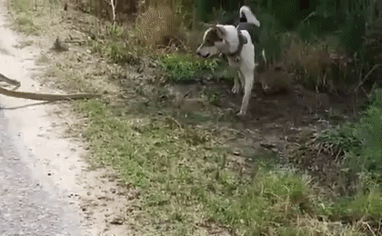 Video: Chó nhà 