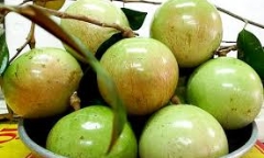 Không chỉ ngon, trái vú sữa còn có tác dụng chữa bệnh mà bạn không ngờ đến