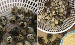 Chuyện vui những ngày nắng nóng 40 độ: Anh chàng bất đắc dĩ làm “mẹ” đàn chim cút con