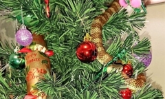Phát hiện rắn độc cuộn tròn trên cây thông Noel giống như đồ trang trí