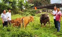 Nhóm 8X vào rừng trộm trâu, bò bán lấy tiền đánh bạc bị bắt giữ