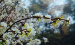 Chùm ảnh: Thiếu nữ Hà thành 