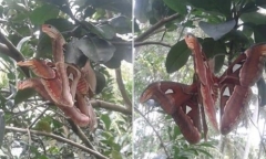 Sự thật bất ngờ về bức ảnh 'rắn 3 đầu' đậu trên cây khiến nhiều người hoang mang