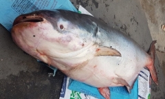 Ngư dân bắt được cá tra dầu dài 2m, nặng hơn 200kg