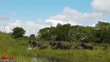 Video: Voi đánh nhau với cá sấu, giải cứu đồng loại