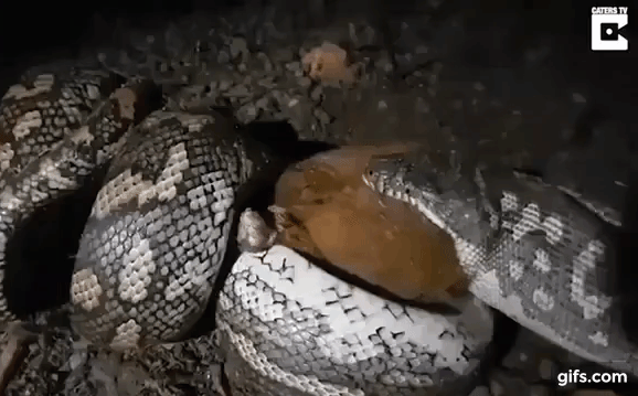 Video: Trăn khổng lồ dài gần 2 mét 